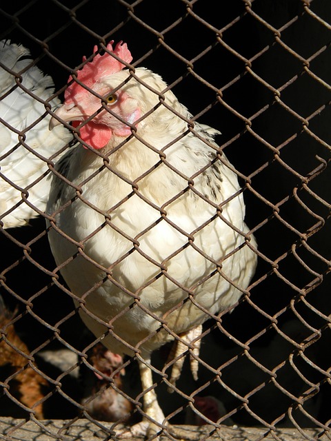 的比赛中 的比赛中